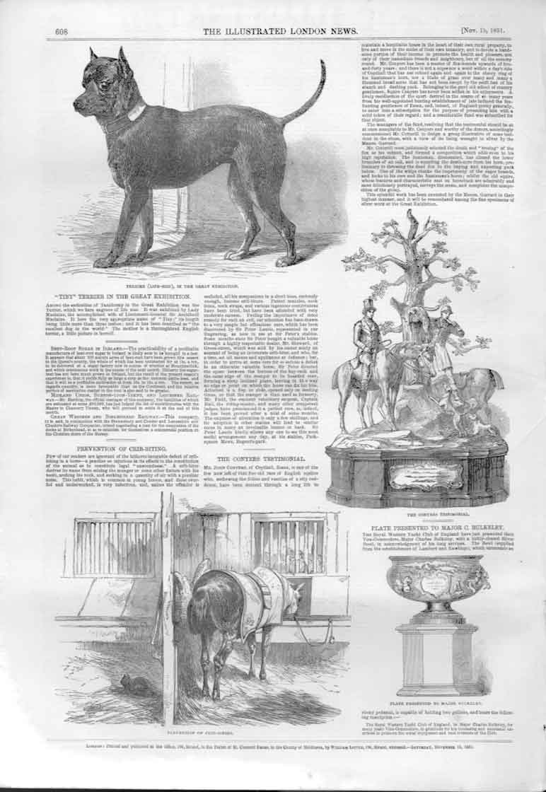 Original Old Antique Print Life Size Terrier Dog In Breat Exhibition 1851 19th