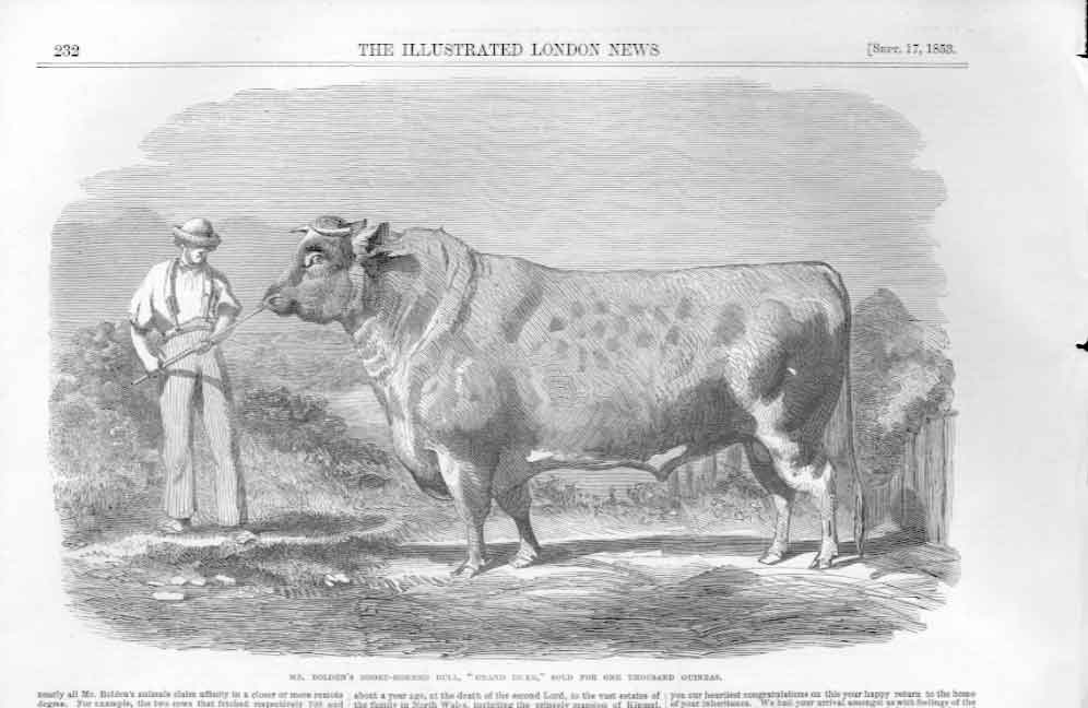 Original Old Antique Print Shoirthorn Bull SFor 1000Gns 1853