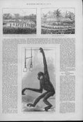 Old Antique Print White Cheeked Gibbon Monkey & Peace Palaver Dahomney 0