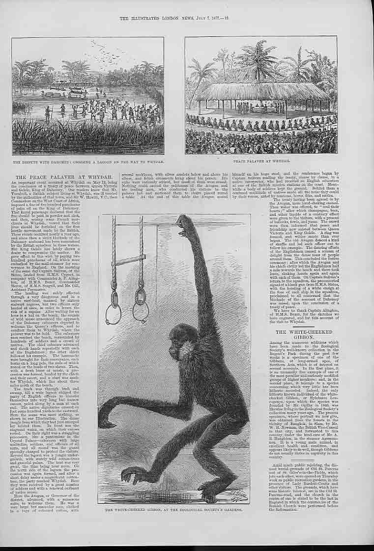 Old Antique Print White Cheeked Gibbon Monkey & Peace Palaver Dahomney 0