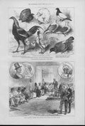 Old Antique Print Bird Birmingham Poultry Show & Palaver Serra Leone 187 19th