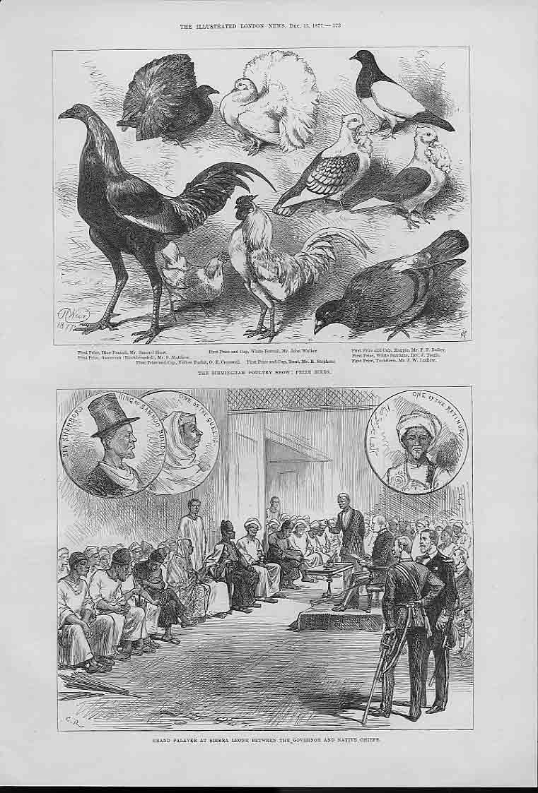 Old Antique Print Bird Birmingham Poultry Show & Palaver Serra Leone 187 19th