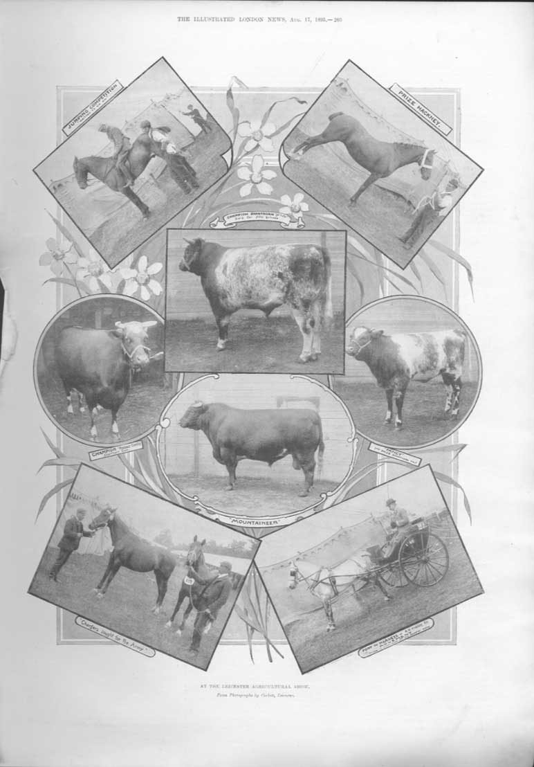 Original Old Antique Print Leicester Agricultural Show 1895 A 19th