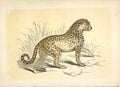 Old Antique Print Hunting Leopard 1860 Coloured Engraving Sepia Style Cat 19th