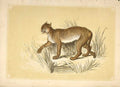 Original Old Antique Print The Puma 1860 Coloured Engraving Sepia Style Cats