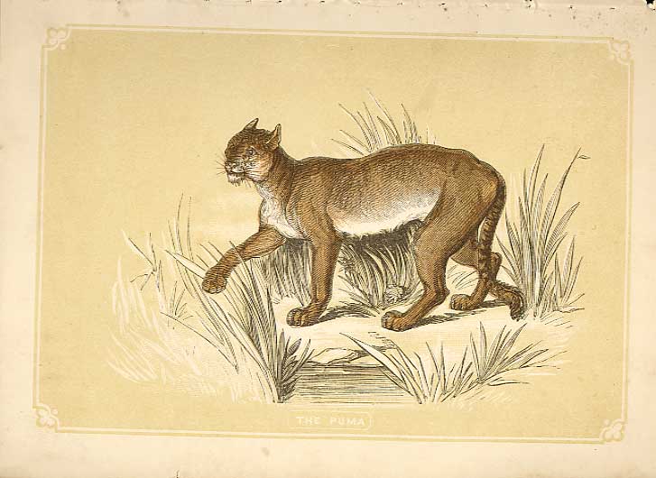 Original Old Antique Print The Puma 1860 Coloured Engraving Sepia Style Cats