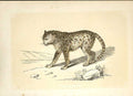 Original Old Antique Print The Ounce Cat 1860 Coloured Engraving Sepia Style