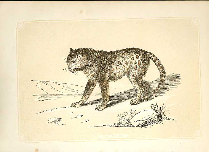 Original Old Antique Print The Ounce Cat 1860 Coloured Engraving Sepia Style
