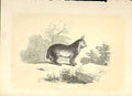 Original Old Antique Print The Lynx 1860 Coloured Engraving Sepia Style Cats