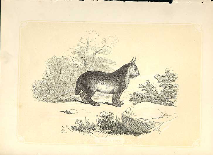 Original Old Antique Print The Lynx 1860 Coloured Engraving Sepia Style Cats