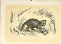 Original Old Antique Print The Wild Cat 1860 Coloured Engraving Sepia Style 19th