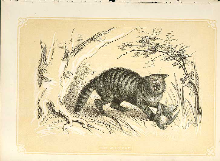 Original Old Antique Print The Wild Cat 1860 Coloured Engraving Sepia Style 19th