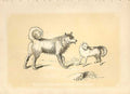 Old Antique Print Esquimaux &Mckenzie River Dogs 1860 Coloured Engraving 19th