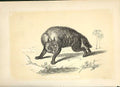 Original Old Antique Print Striped Hyena 1860 Coloured Engraving Sepia Style