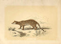 Original Old Antique Print The Genet 1860 Coloured Engraving Sepia Style 19th