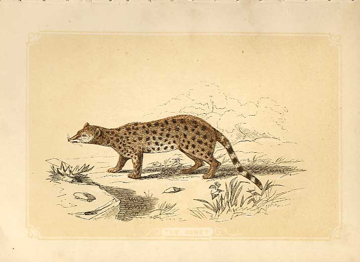 Original Old Antique Print The Genet 1860 Coloured Engraving Sepia Style 19th