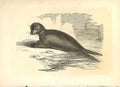 Original Old Antique Print The Seal 1860 Coloured Engraving Sepia Style 19th