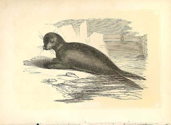 Original Old Antique Print The Seal 1860 Coloured Engraving Sepia Style 19th