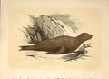 Original Old Antique Print The Sea Bear 1860 Coloured Engraving Sepia Style 19th