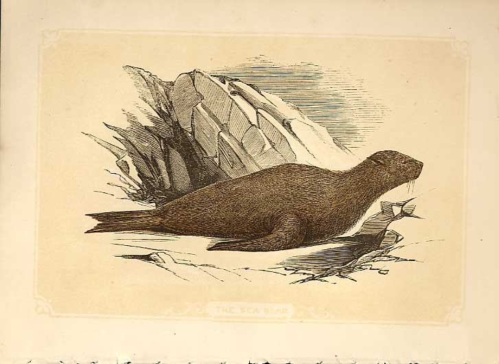 Original Old Antique Print The Sea Bear 1860 Coloured Engraving Sepia Style 19th