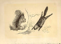 Original Old Antique Print Grey & Flying Squirrel 1860 Coloured Engraving 19th