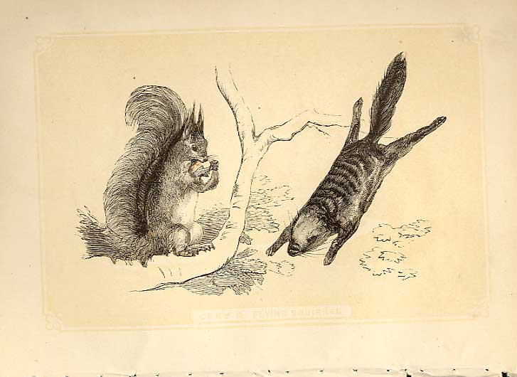Original Old Antique Print Grey & Flying Squirrel 1860 Coloured Engraving 19th