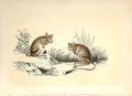 Original Old Antique Print The Jerboas 1860 Coloured Engraving Sepia Style 19th