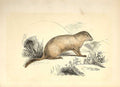 Original Old Antique Print The Marmot 1860 Coloured Engraving Sepia Style 19th