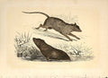 Original Old Antique Print Water Rat & Common Rat 1860 Coloured Engraving 19th