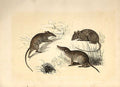 Original Old Antique Print Field Mouse Shrew & Common Mouse 1860 Engraving 19th