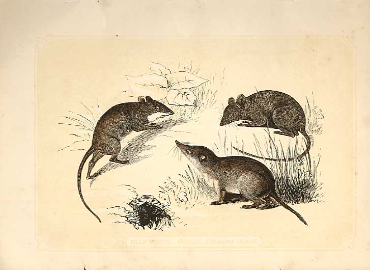 Original Old Antique Print Field Mouse Shrew & Common Mouse 1860 Engraving 19th