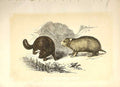 Original Old Antique Print The Beaver & Hamster 1860 Coloured Engraving 19th