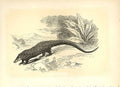 Original Old Antique Print The Manis 1860 Coloured Engraving Sepia Style 19th