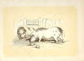 Original Old Antique Print Boar & Sow Pigs 1860 Coloured Engraving Sepia Style