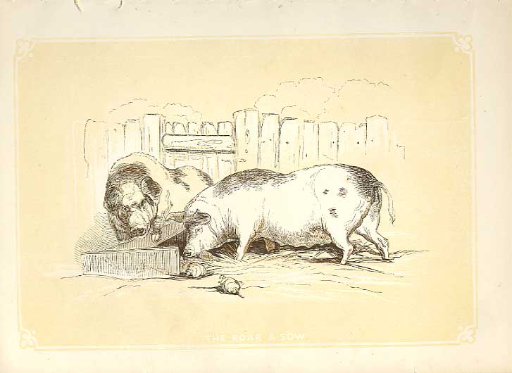 Original Old Antique Print Boar & Sow Pigs 1860 Coloured Engraving Sepia Style