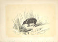 Original Old Antique Print The Collared Peccary 1860 Coloured Engraving 19th