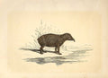 Original Old Antique Print The Tamir 1860 Coloured Engraving Sepia Style 19th