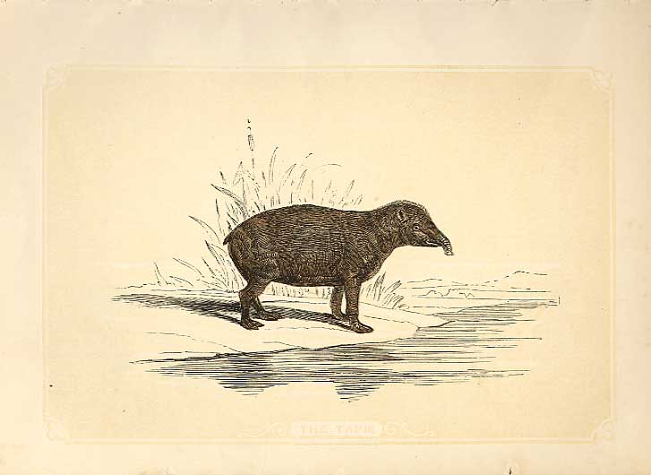 Original Old Antique Print The Tamir 1860 Coloured Engraving Sepia Style 19th