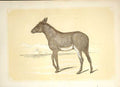 Original Old Antique Print The Wild Ass 1860 Coloured Engraving Sepia Style 19th