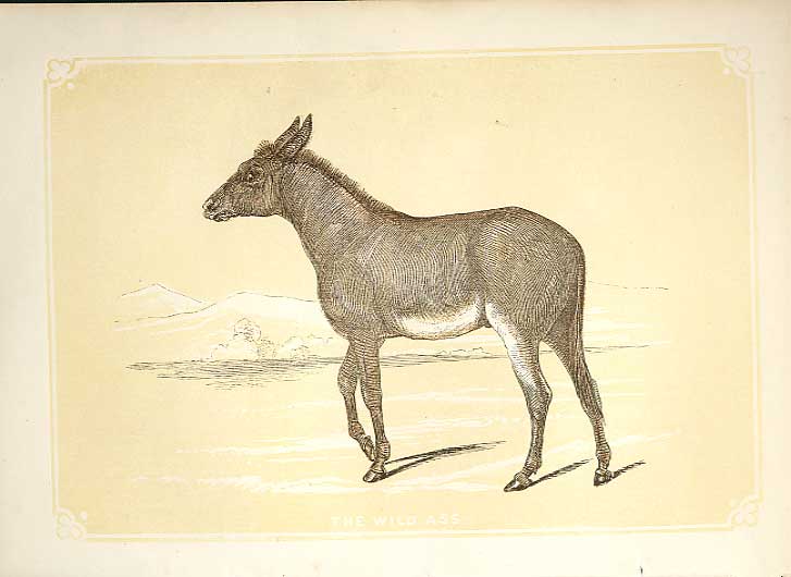 Original Old Antique Print The Wild Ass 1860 Coloured Engraving Sepia Style 19th