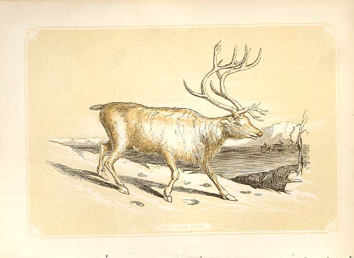 Original Old Antique Print The Reindeer 1860 Coloured Engraving Sepia Style 19th