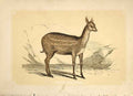 Original Old Antique Print The Meminna 1860 Coloured Engraving Sepia Style 19th