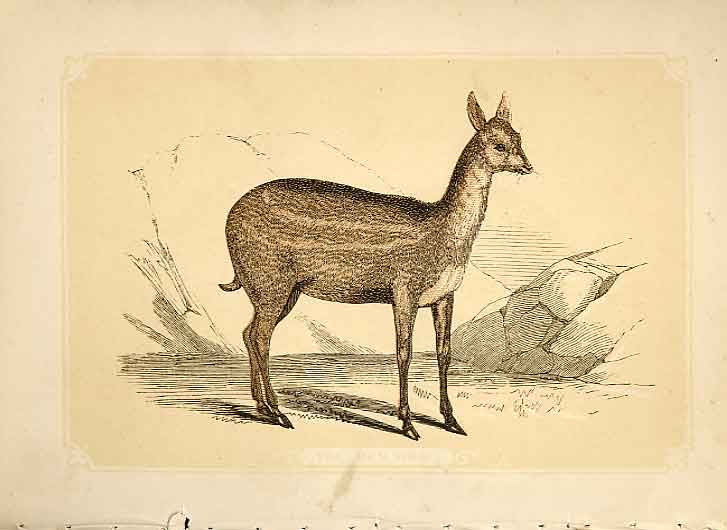 Original Old Antique Print The Meminna 1860 Coloured Engraving Sepia Style 19th