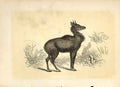 Original Old Antique Print The Nylchau 1860 Coloured Engraving Sepia Style 19th