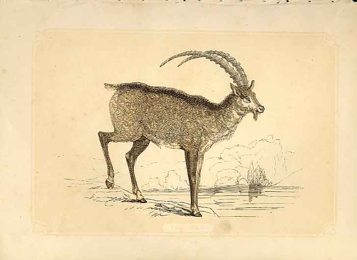 Original Old Antique Print The Ibex 1860 Coloured Engraving Sepia Style 19th