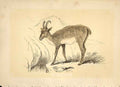 Original Old Antique Print The Chamois 1860 Coloured Engraving Sepia Style 19th