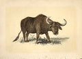 Original Old Antique Print The Buffalo 1860 Coloured Engraving Sepia Style 19th