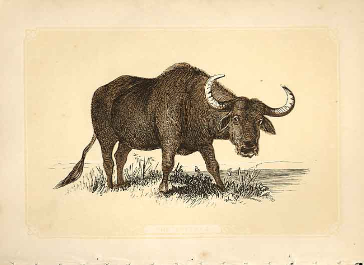 Original Old Antique Print The Buffalo 1860 Coloured Engraving Sepia Style 19th
