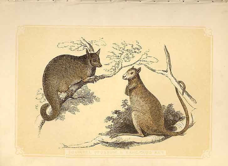 Old Antique Print Squirrel Opossum & Kangaroo Rat 1860 Coloured Engraving 19th