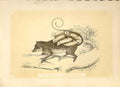 Original Old Antique Print The Mexacan Opossum & Young 1860 Coloured Engraving